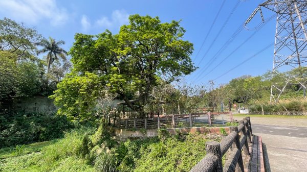 樟之細路-尋寶💎任務1-53019796