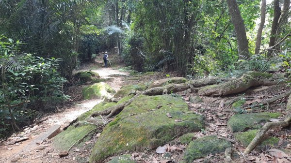 《新竹》青青石階｜娥眉藤坪步道及萬佛庵步道202509132883888