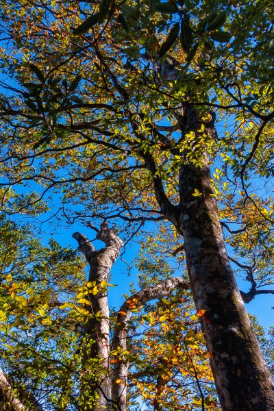 2023-11-03 初訪北得拉曼巨木步道，感受1號巨木的臨場震撼與內鳥嘴山的金黃浪漫2336019