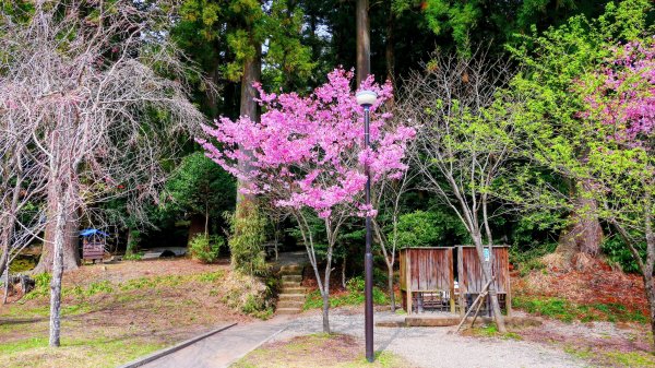鹿兒島霧島神宮,神水峽3028240