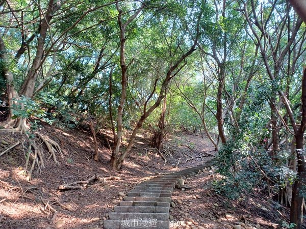 【台中大肚】綠蔭成徑。 大肚萬里長城步道O繞2790770