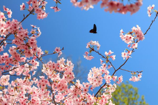 拉拉山的櫻花286524