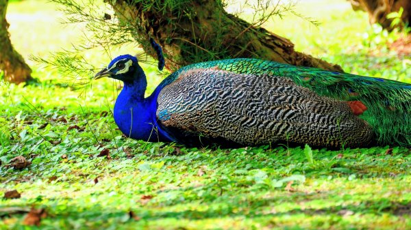 豐之谷,理想大地,林田山,立川漁場3007273