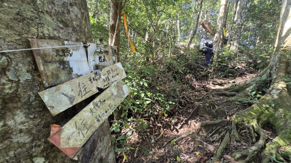 東北季風起遊走雲瀑和山毛櫸間的啦卡山與北插天山登山行2951096