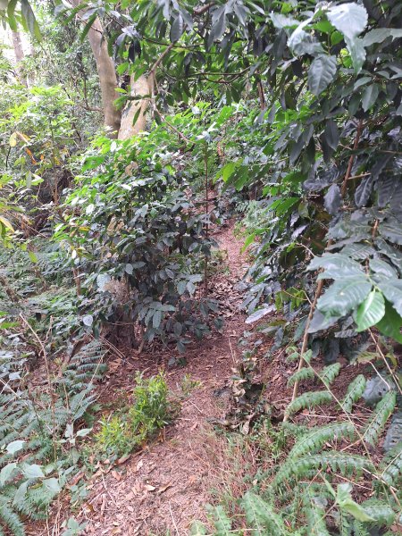 烏山嶺水利古道+鳥子嶺O型2967455