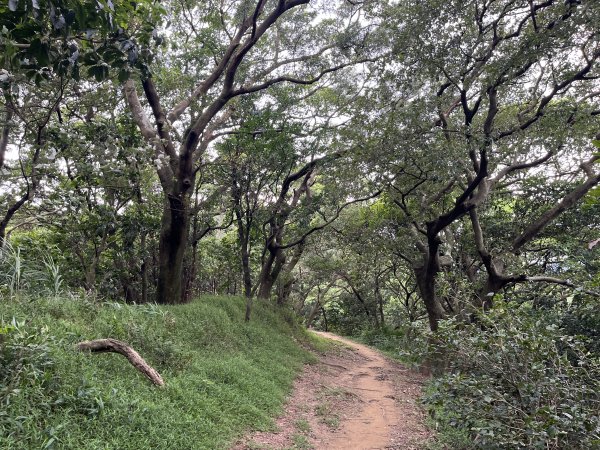 [微笑山線_第二段] 2025_0720 大棟山系_百年大榕樹2843332