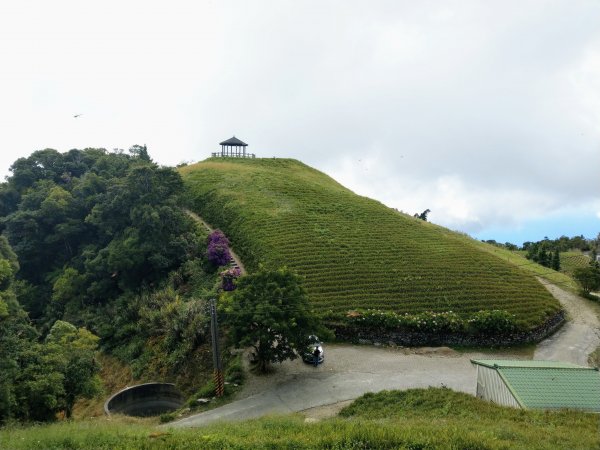 太麻里山(小百岳#94)《金針花季末期》1467633