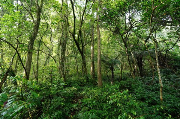 新北 烏來 下阿玉山2821603