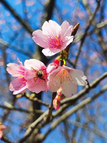 新嶺山步道-大湖頂山-大棟山-鶯歌大榕樹-福源山步道2990680