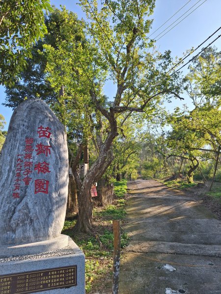 八角崠山+協雲宮櫻花步道202502152712845