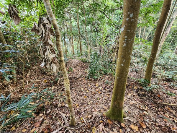 20241222二載山與大橫屏山南峰(追加鹽菜甕山、鹽菜甕下山)2721501