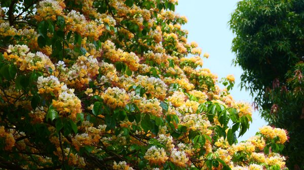 加羅林魚木,松菸文創園區3038151