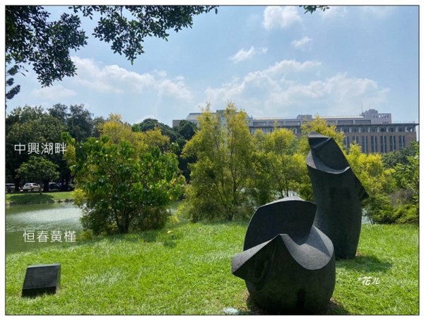 恒春黄槿の花開2906616