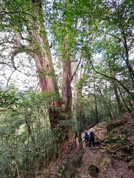 鎮西堡巨木群步道(B區)-(新竹)臺灣百大必訪步道3007847