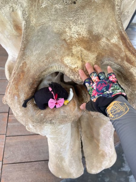 尼泊爾奇旺國家公園4天三夜2788981