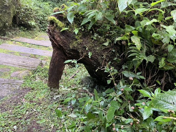 [嘉遊好步道．來嘉走走-04/10] 2024_1011 阿里山頂湖步道2624760