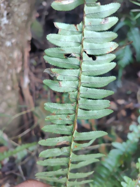 唐麻丹山 蝴蝶谷2918774