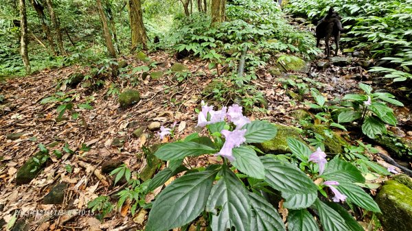 陽明山系的瑞泉、林市、富士坪古道O型走2377401