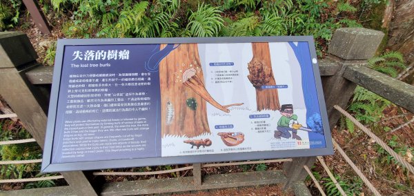 2024-03-16拉拉山神木群步道2456087