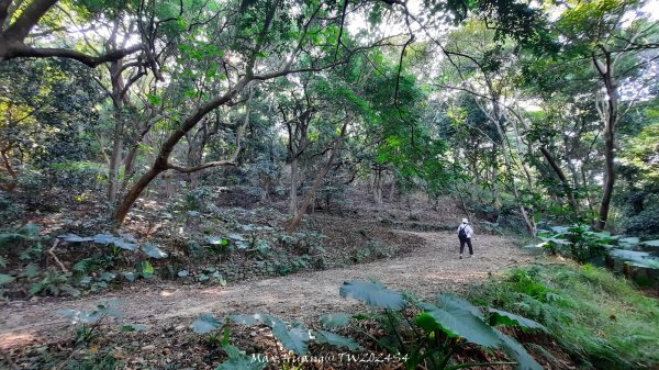 《彰化》卦山少林｜花壇西來園（銀行山）登山步道202412012657890