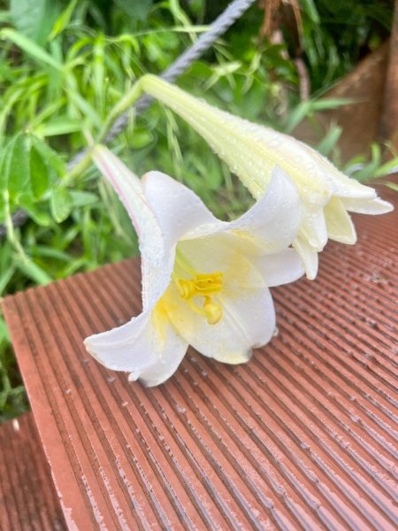 🌈2025.05.24基隆嶼+二信防空洞+基隆塔❤️FB：熊熊趴爬走🌈2798074