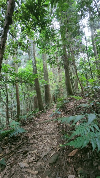 向天湖山(小百岳032 H1220M)2021-10-021477999