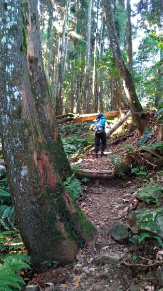 【比大鳥縱走】比林山、大窩山、鳥嘴山1477233