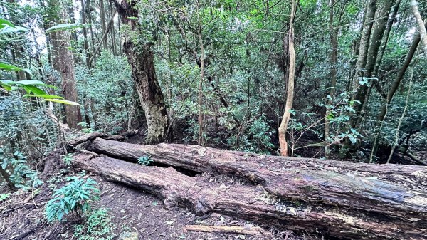 絕美柳杉林民都有山涼爽舒適2604522