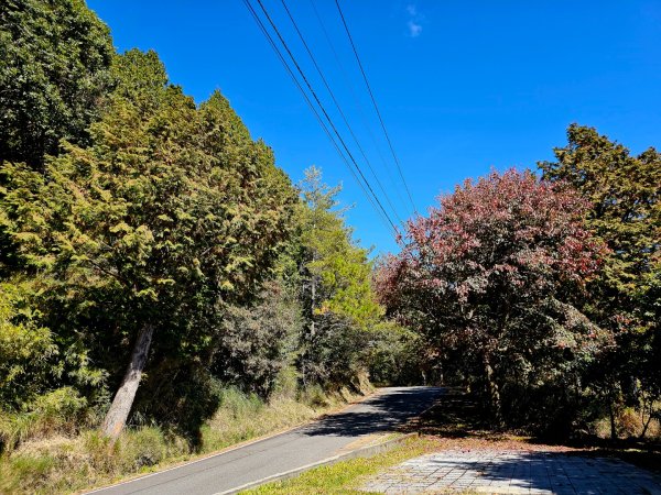 大雪山森林遊樂區賞楓2966052