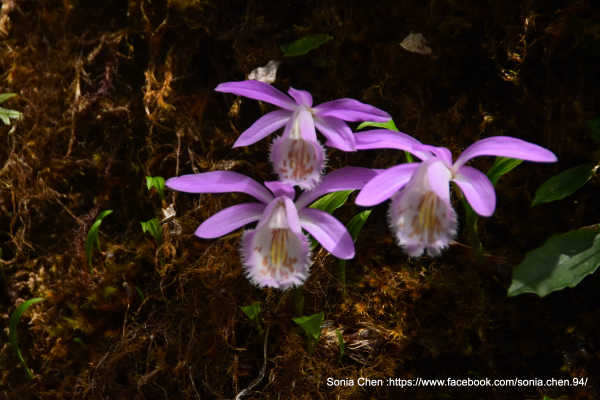 臺灣一葉蘭 2025 D0414 三峽 雲森瀑布 → 卡保山 → 耘夢谷 小 O 走