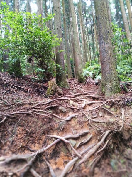 【台中。和平】綠蔭山林滿滿芬多精。大雪山林道 ~1860峰(長壽山)1425612