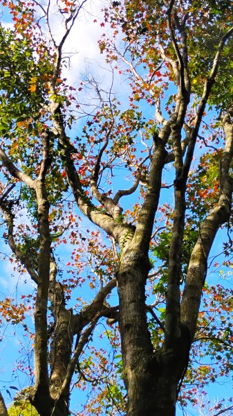 年前練練腳台北西湖近郊13連峰O型2999240