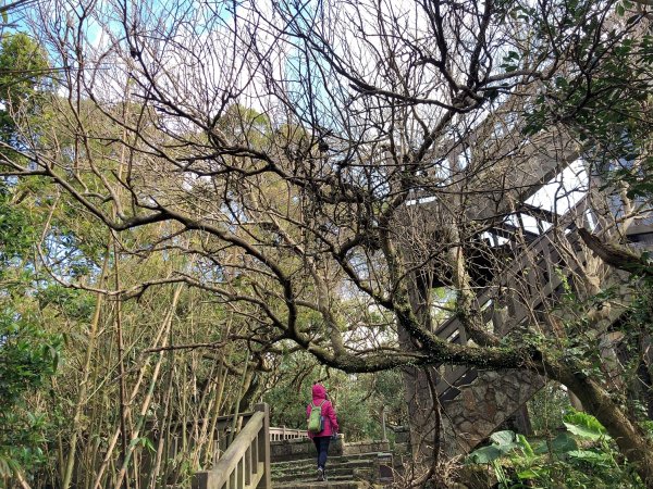 ~ 中 正 山 步 道 ~2782717