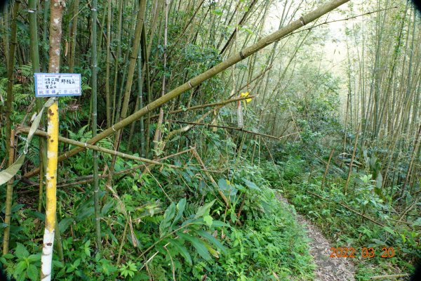 桃園 復興 那結山(那是山)1649183