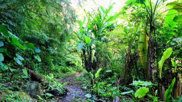 雙溪下坑古道2859465