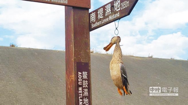 【新聞】鰲鼓溼地候鳥遭絞 警告意味濃