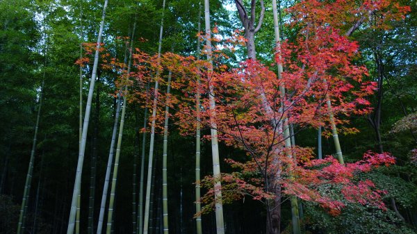 日本京都嵐山652057