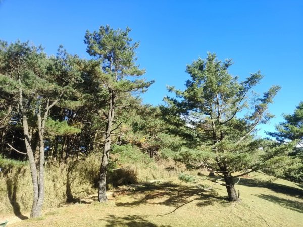 1141116麟趾山3098301