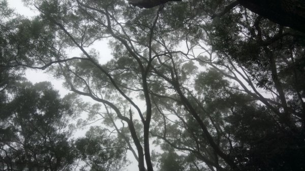 飛鳳山（小百岳）石壁潭山，觀日亭，中坑山501135