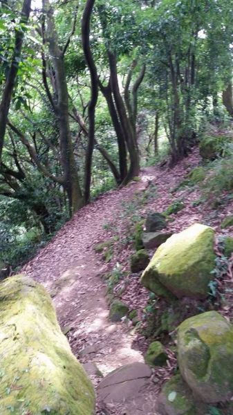 三峽 鳶山登山步道125914