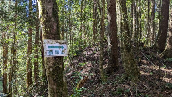 金柑樹山、忘憂森林步道｜嶺頭山2645536