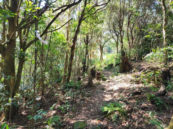 20240114指南宮站經猴山岳二格山鵝角格山至貓空站2430821