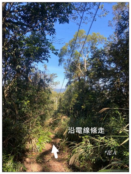 逐鹿古道、雨社山(南投、魚池)2667444