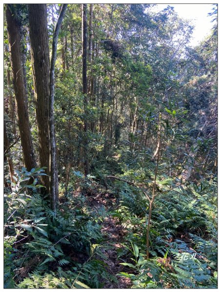 頭社山主峰及基點峰(社頭山)2681595