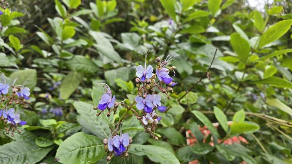 2025樂活夜櫻季搶先看，內湖樂活公園夜櫻季明天熱鬧登場，沿內溝溪3公里近距離欣賞寒櫻、昭和櫻、吉野2695697