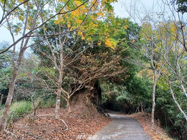 【高雄。旗山】小百岳集起來。 編號76小百岳-旂尾山步道1578060