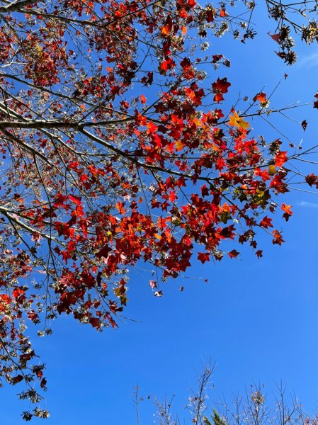 馬那邦山賞楓趣1549599