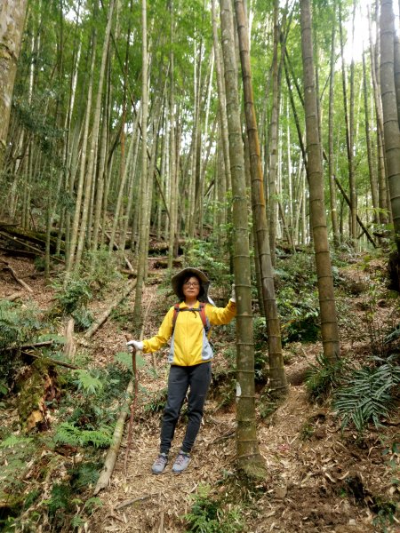 嶺頭山+金柑樹山+忘憂森林O型(留籠頭起登)1905866