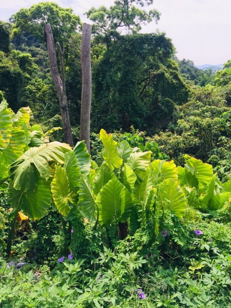 健行筆記淨山（鯉魚山）653889