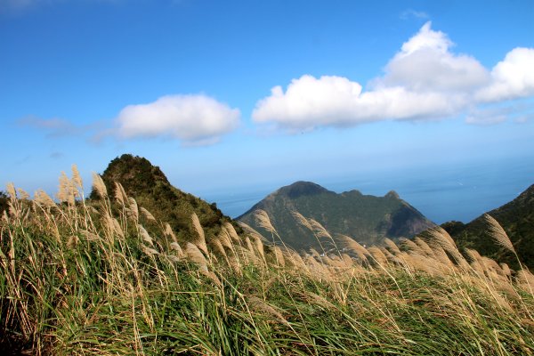【金瓜石】漫山芒花怒放浪漫，礦山藍海奇景夢幻！2964011